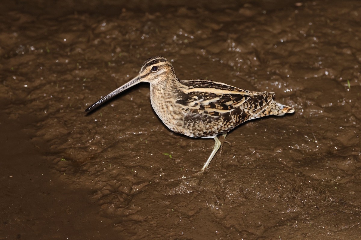 bekasina otavní - ML646000092