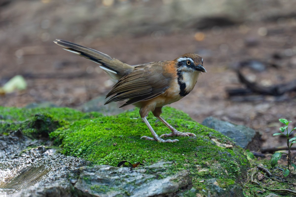Lesser Necklaced Laughingthrush - ML646000107