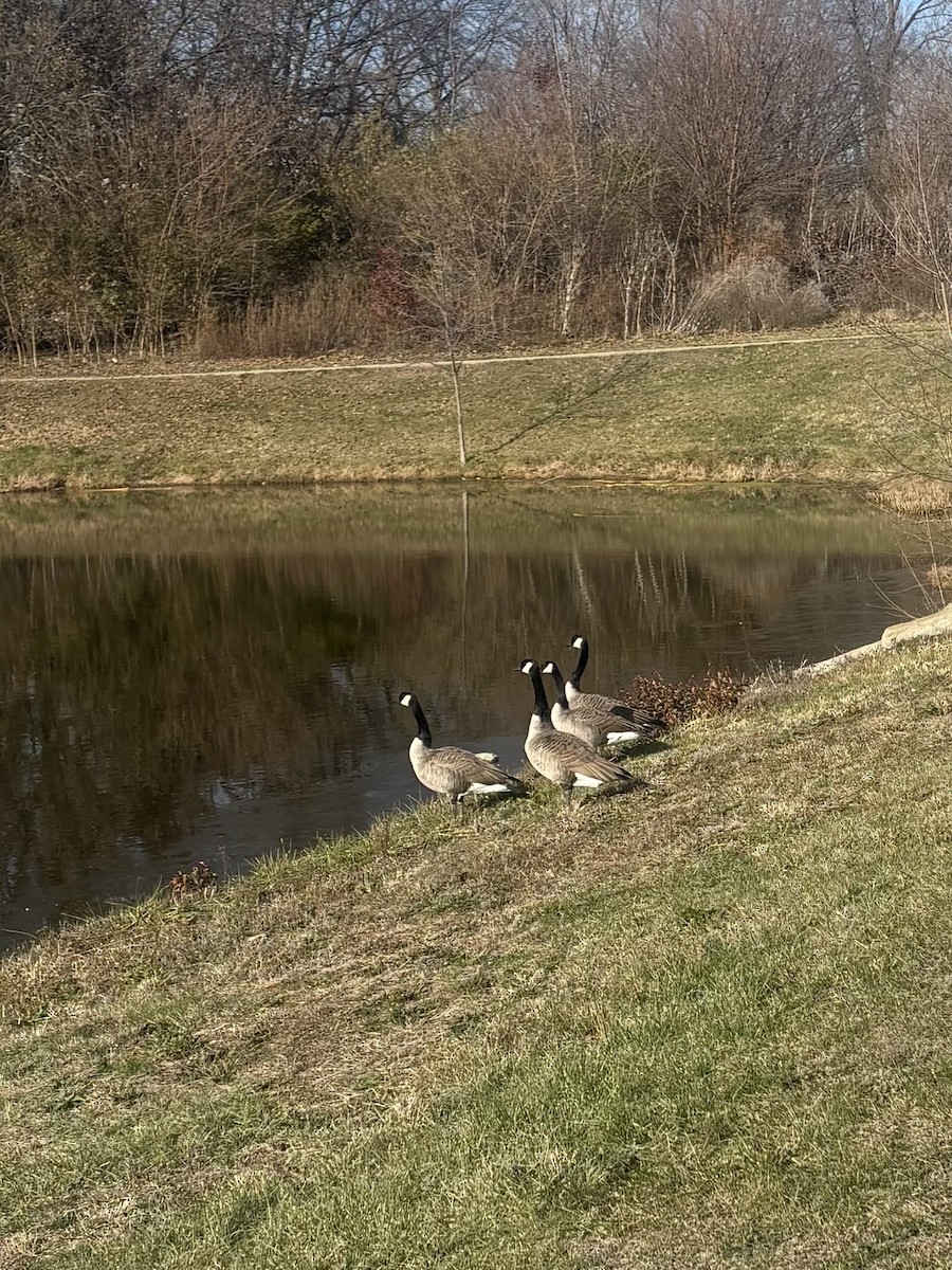 Canada Goose - ML646000108