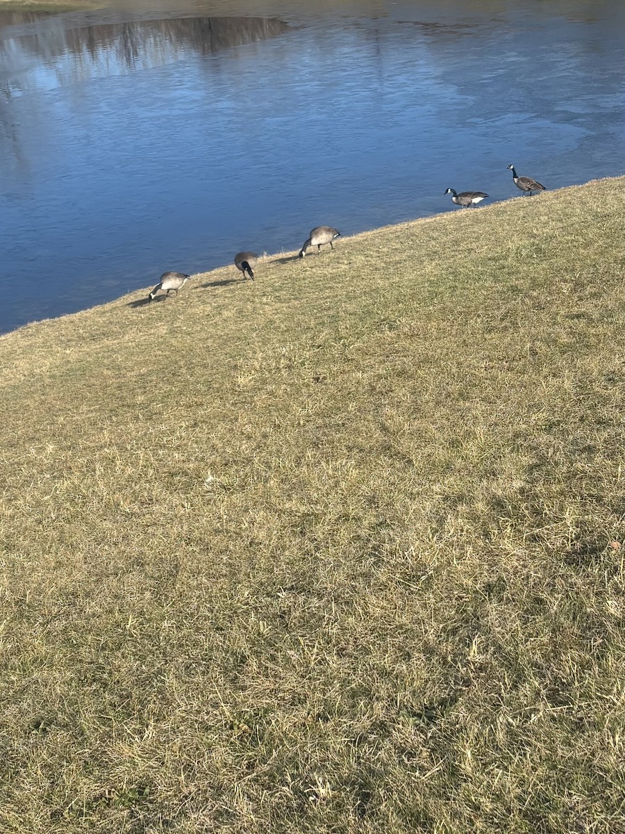 Canada Goose - ML646000109