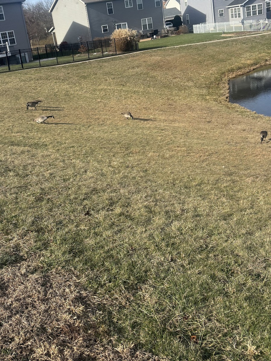 Canada Goose - ML646000110