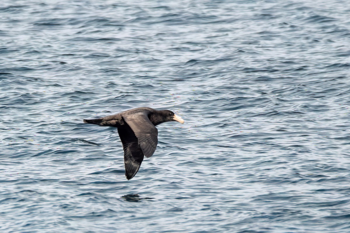 Southern Giant-Petrel - ML646000114