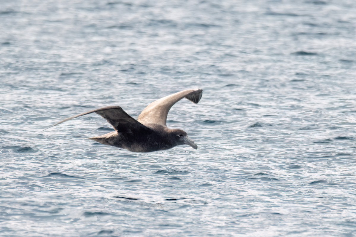 Southern Giant-Petrel - ML646000115