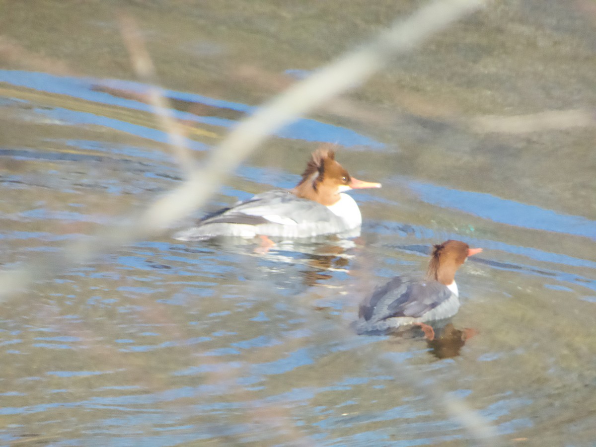 Common Merganser - ML646000117