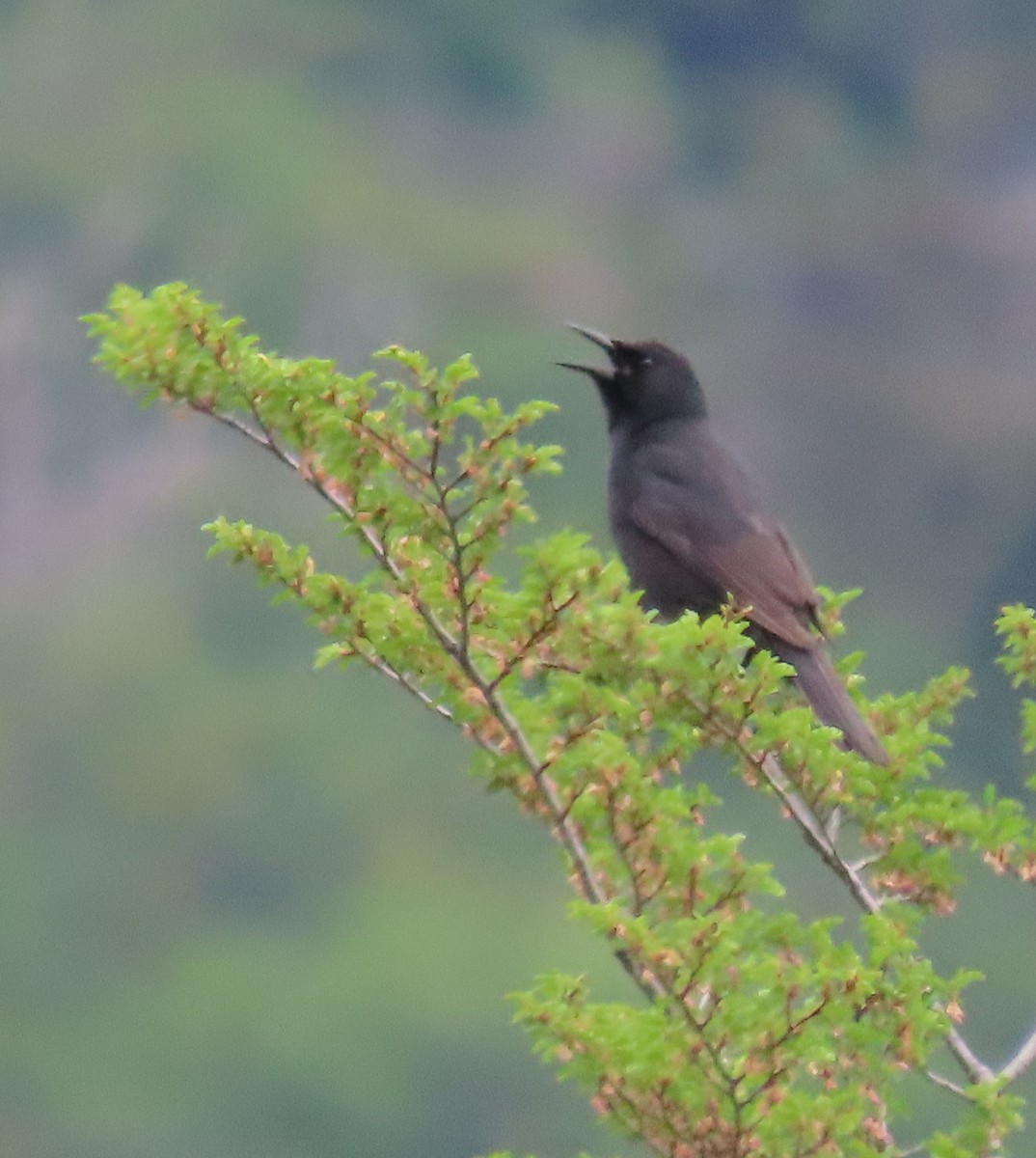 Austral Blackbird - ML646000124