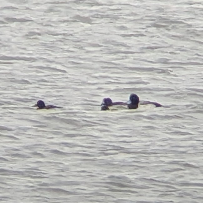 Greater Scaup - ML646000127