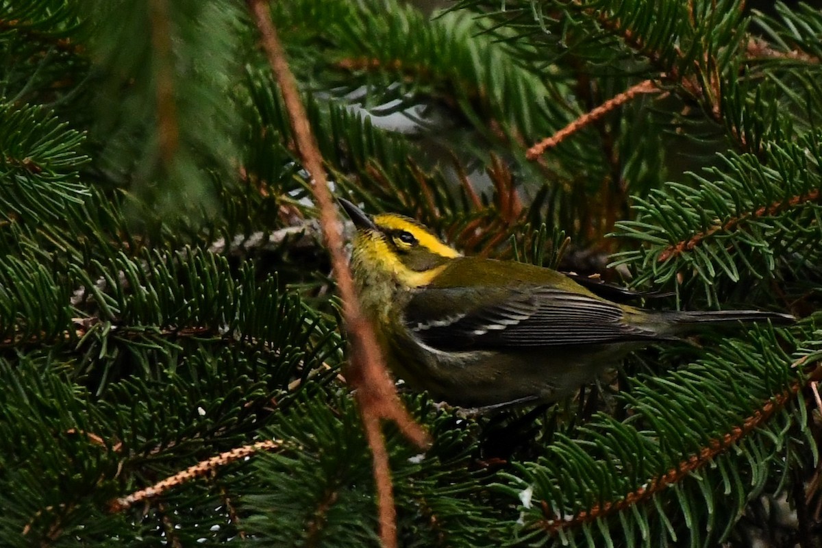 Townsend's Warbler - ML646000130