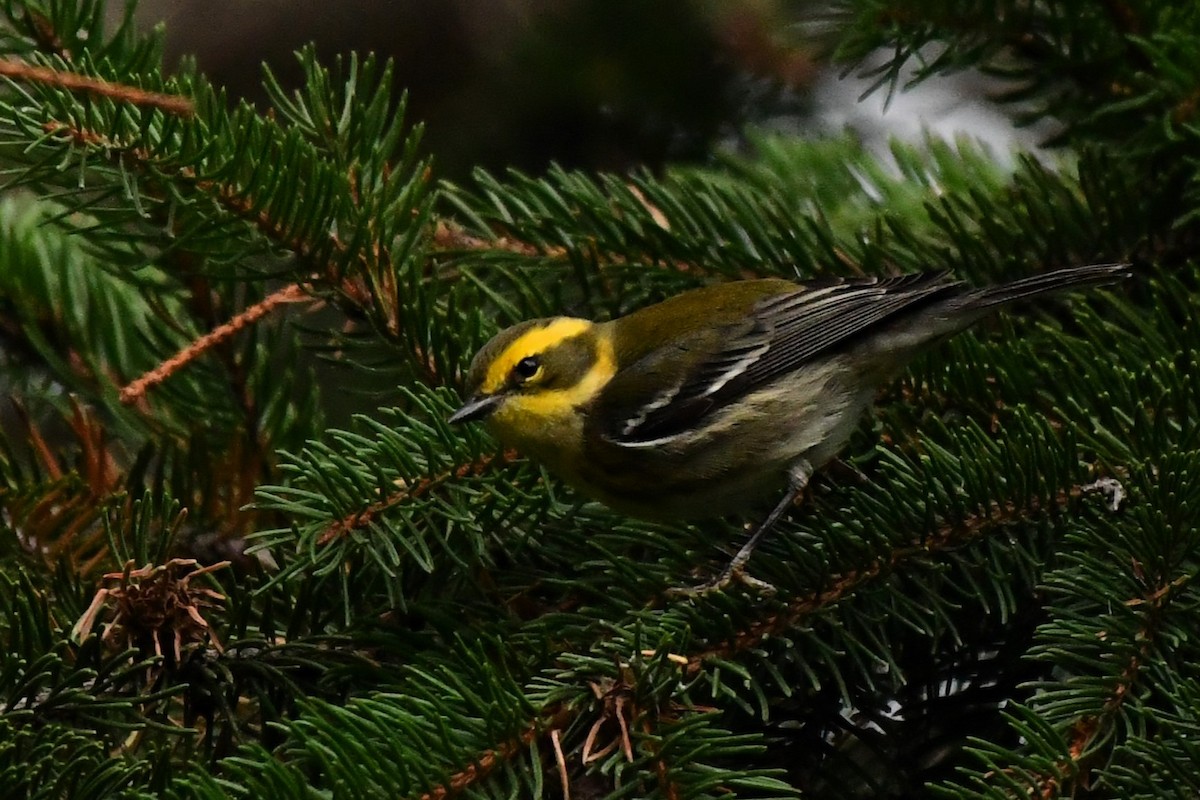 Townsend's Warbler - ML646000131