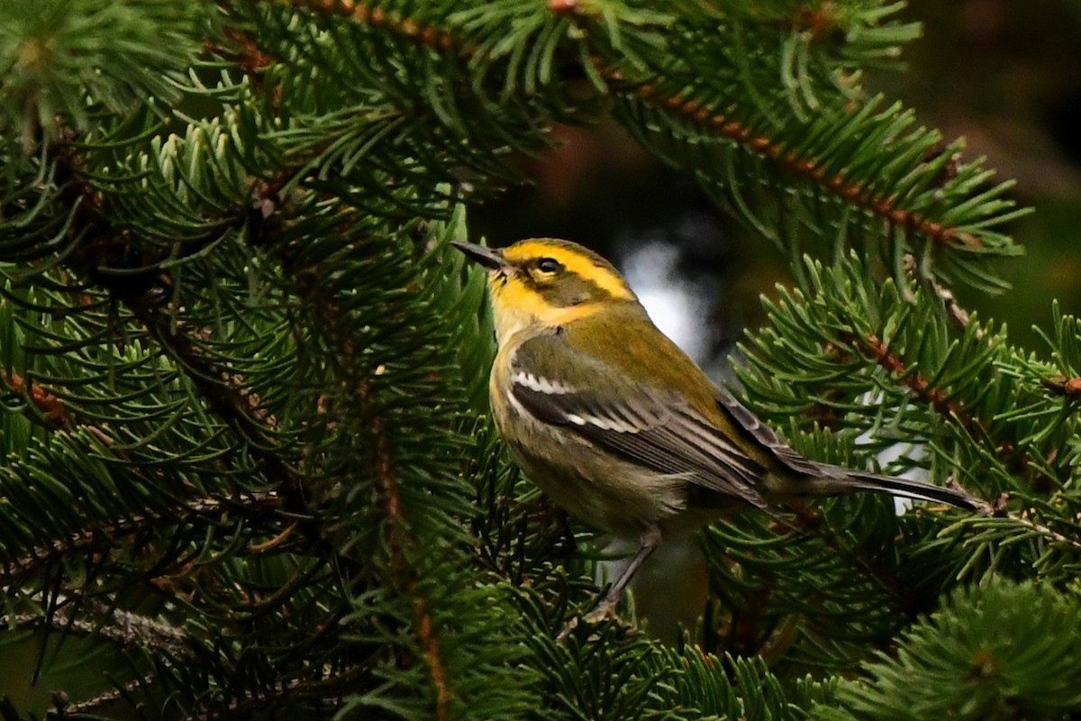 Townsend's Warbler - ML646000132
