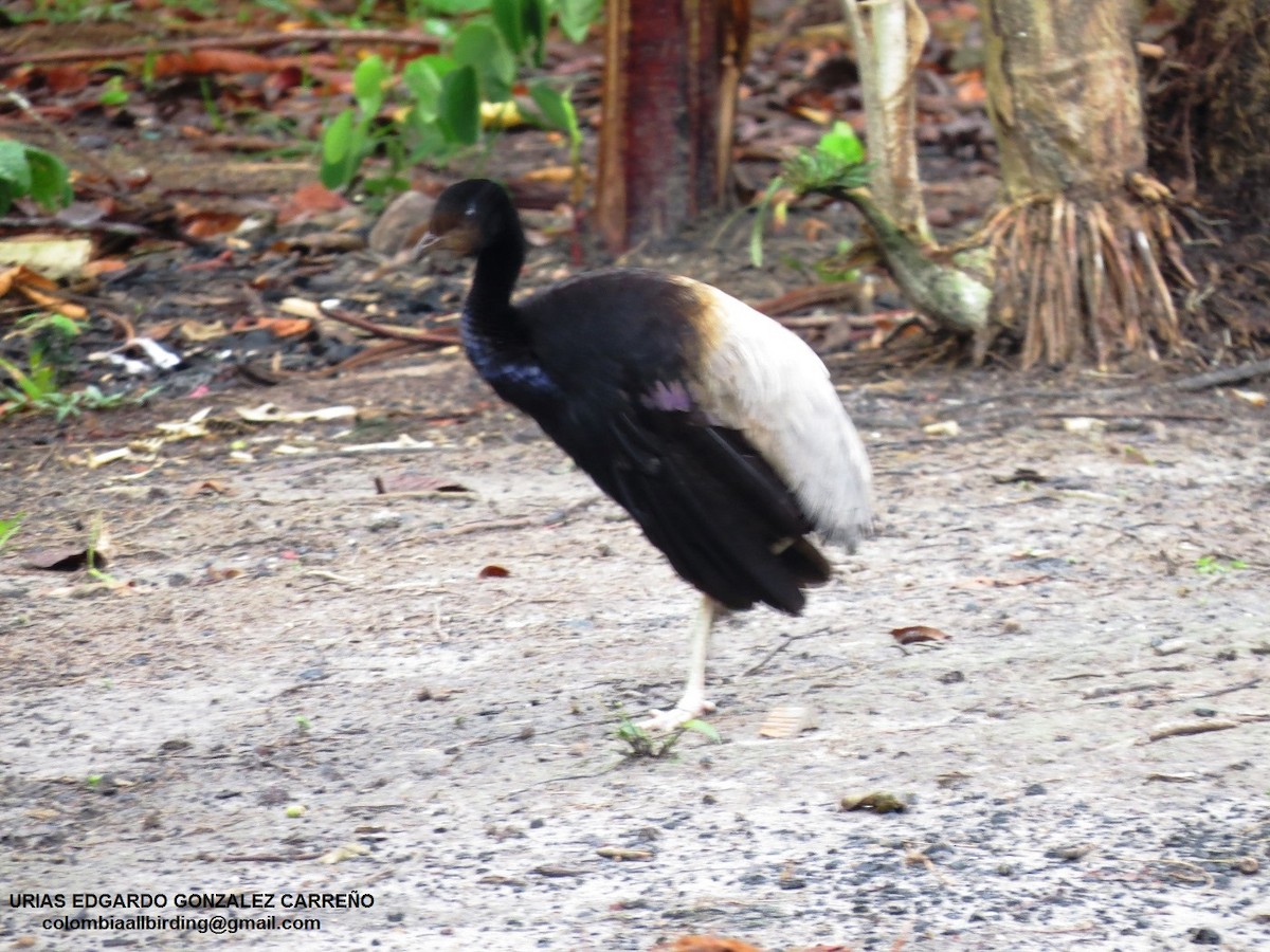 Boz Kanatlı Borazankuşu - ML646000134