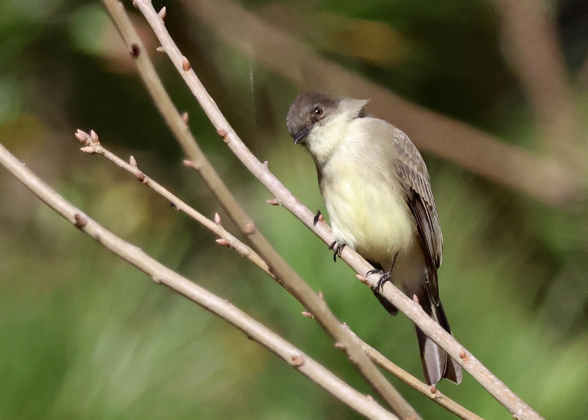 Eastern Phoebe - ML646000141