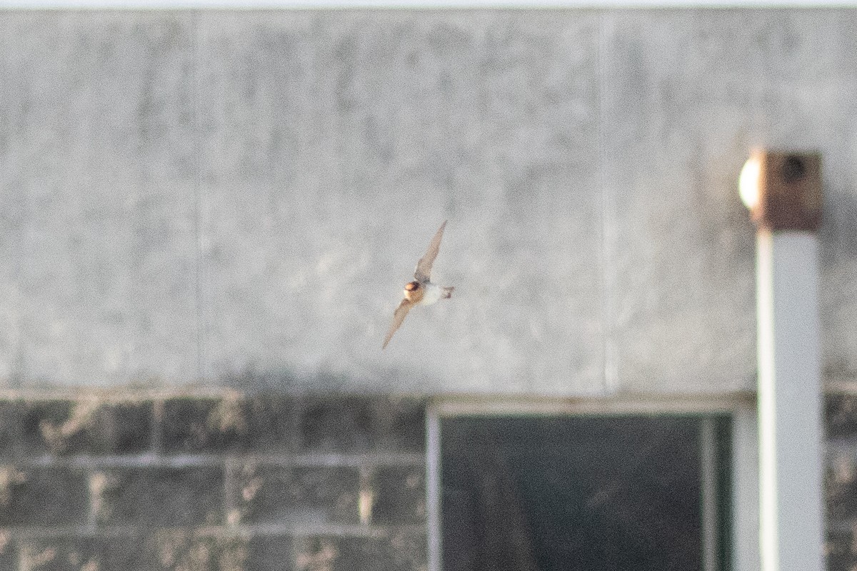 Cave Swallow - ML646000149