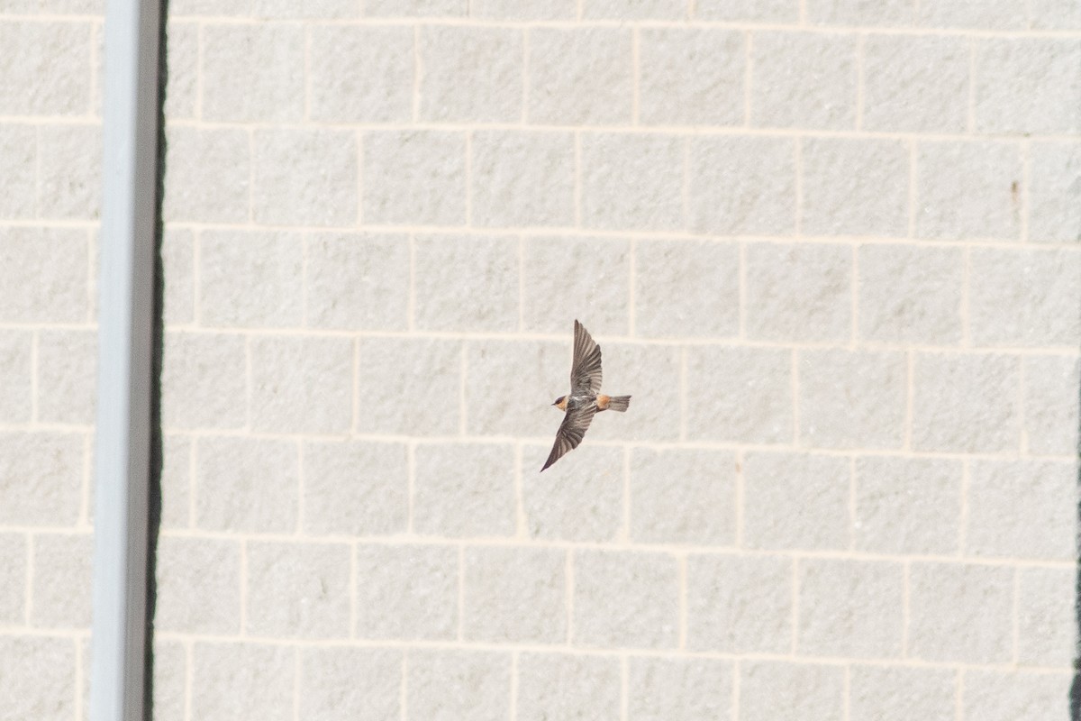 Cave Swallow - ML646000151