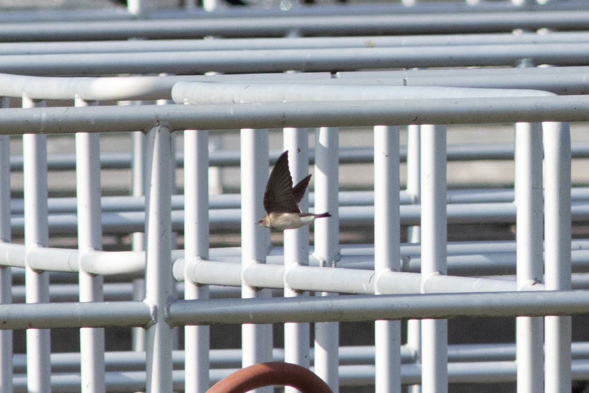 Northern Rough-winged Swallow - ML646000152