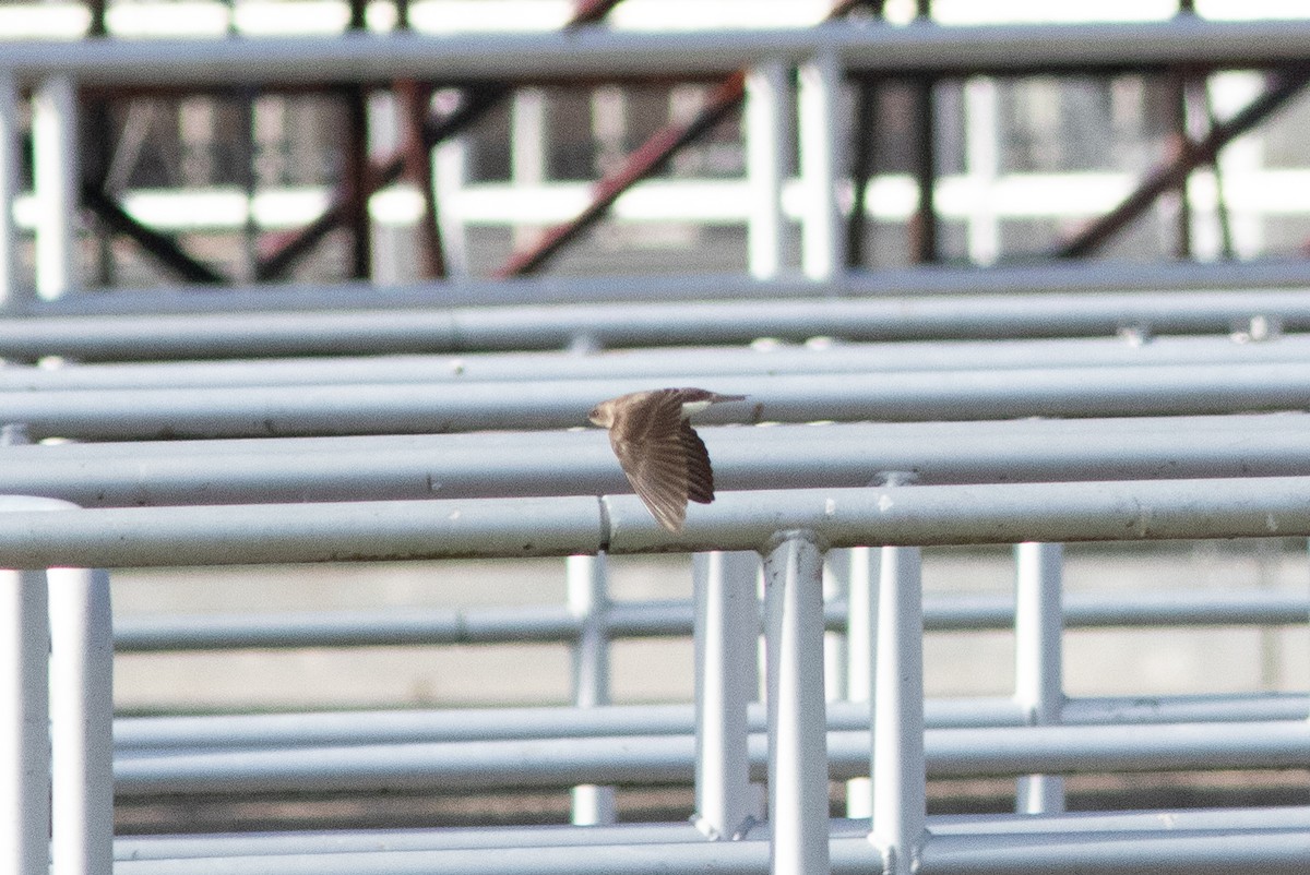 Northern Rough-winged Swallow - ML646000153