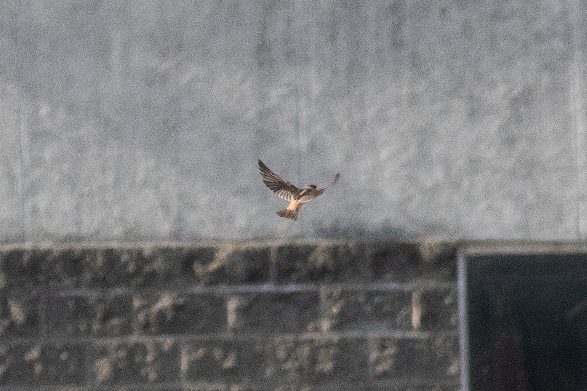 Cave Swallow - ML646000154