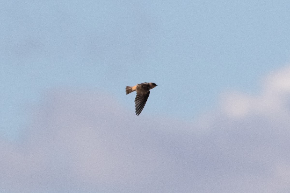 Cave Swallow - ML646000156