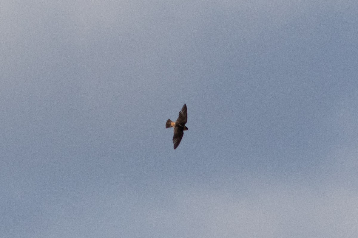 Cave Swallow - ML646000157