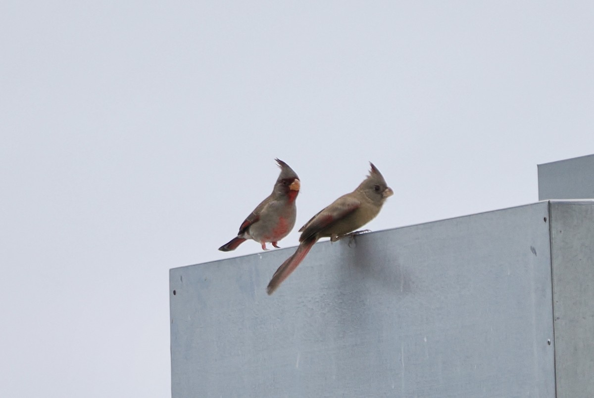 Попугаевый кардинал - ML646000168