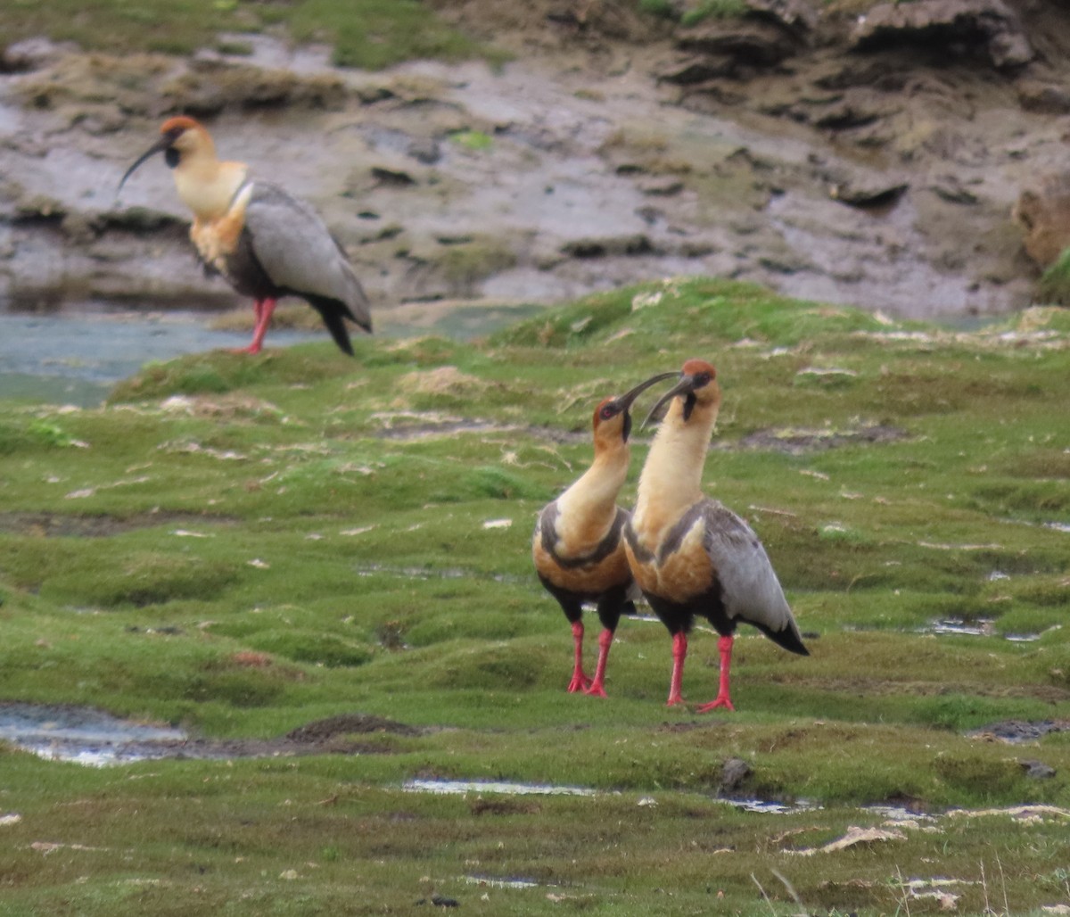 Bandurria Austral - ML646000182