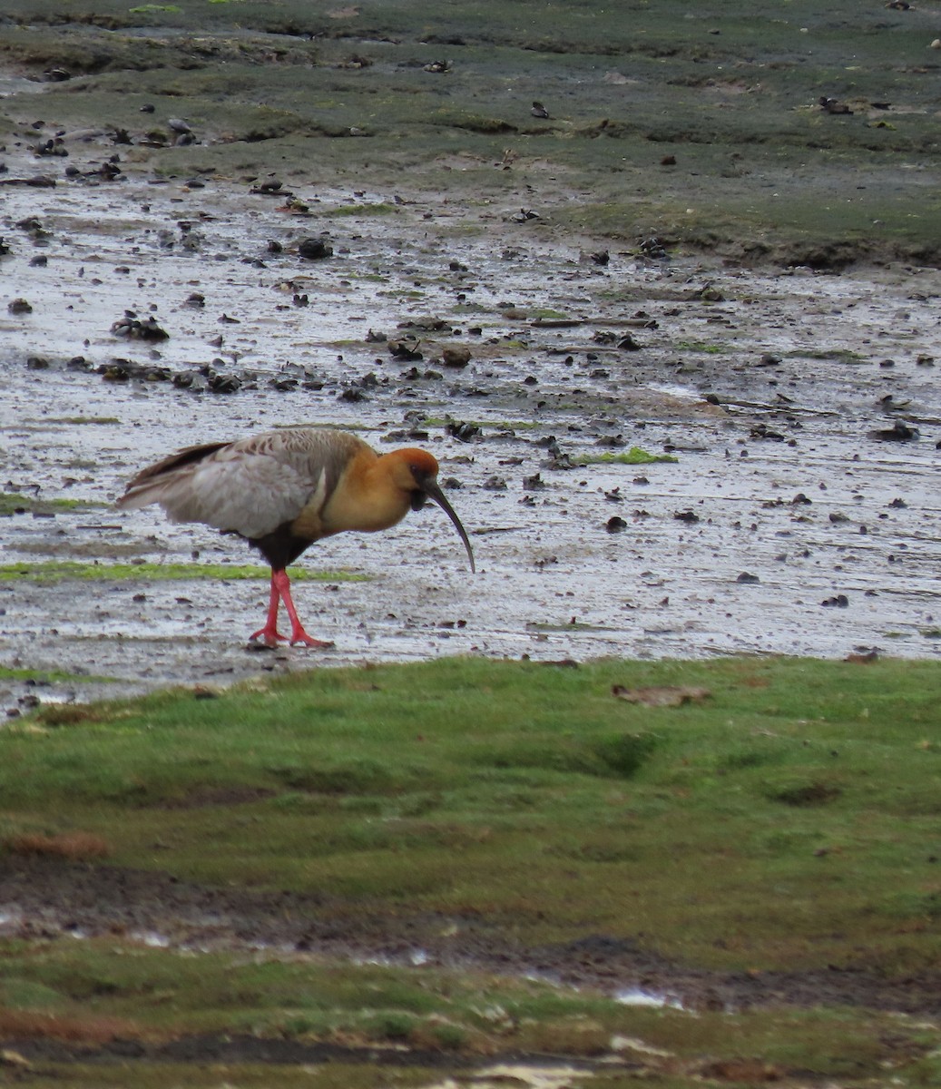 Bandurria Austral - ML646000183