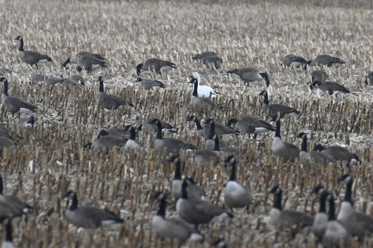 Snow Goose - ML646000184