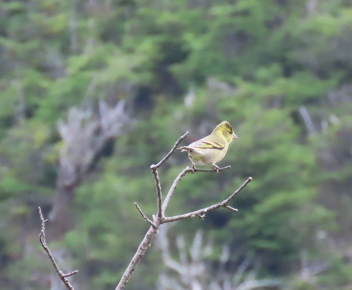 Black-chinned Siskin - ML646000190