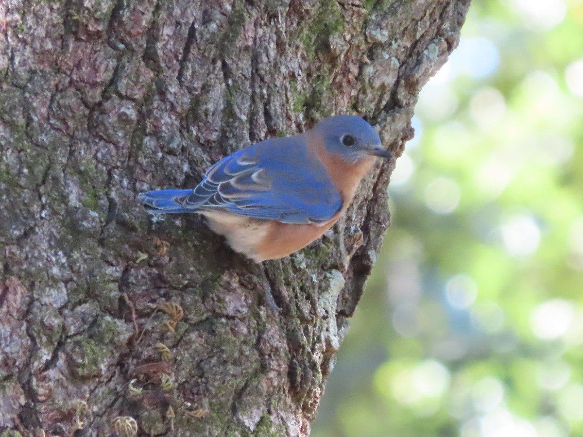Eastern Bluebird - ML646000197