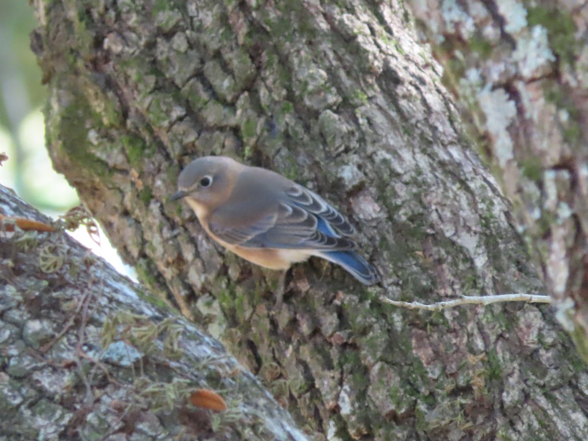 Eastern Bluebird - ML646000198
