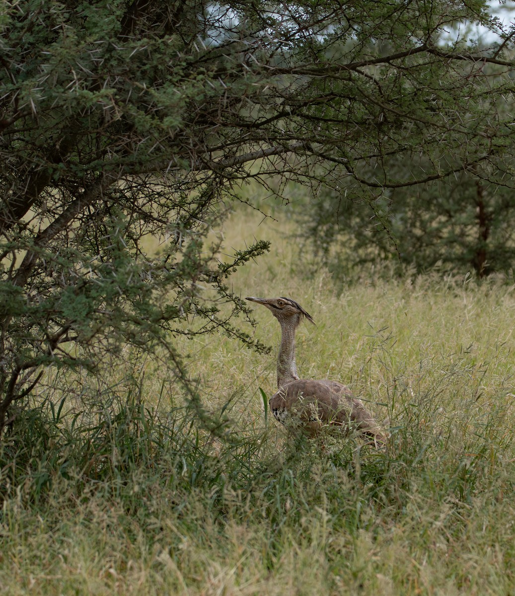 Kori Bustard - ML646000204