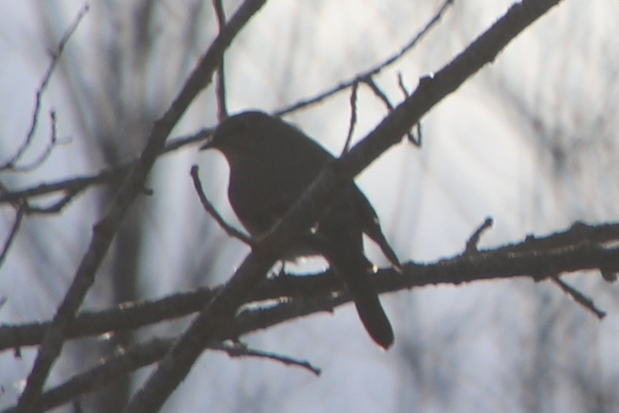 Townsend's Solitaire - ML646000210