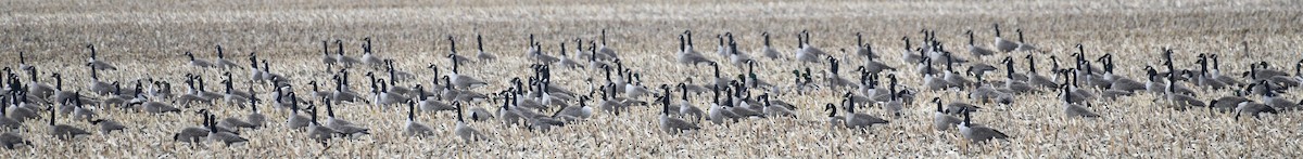 Canada Goose - ML646000223