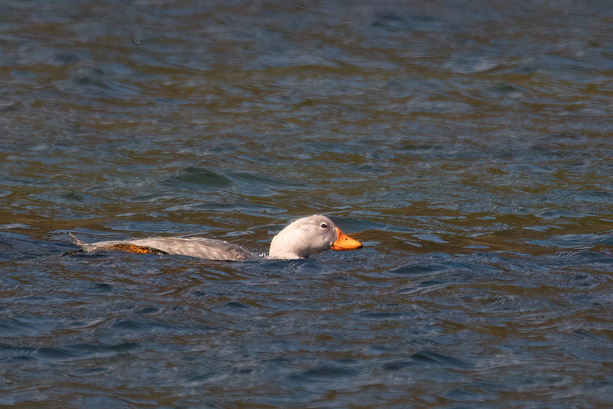 オオフナガモ - ML646000241