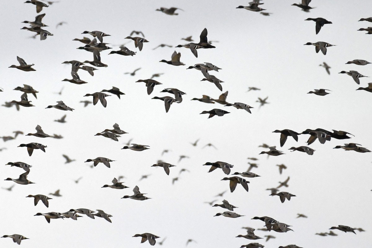 Mallard - ML646000250