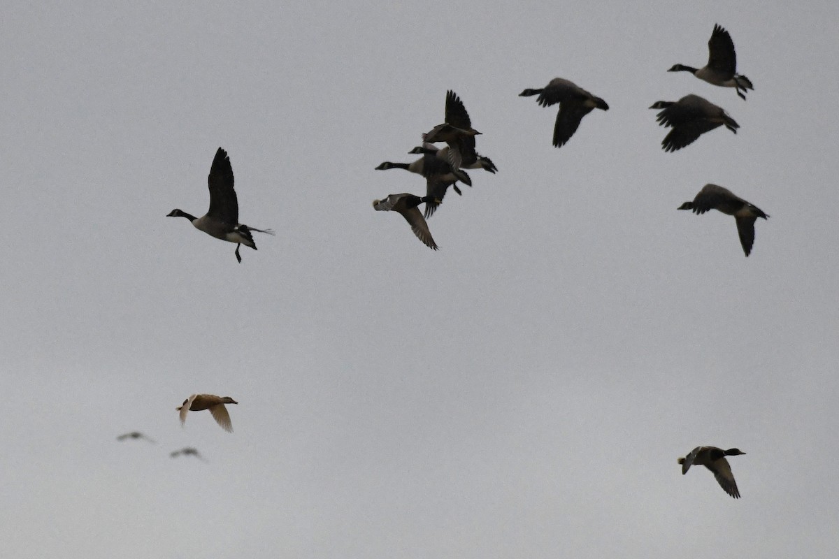 Mallard - ML646000251