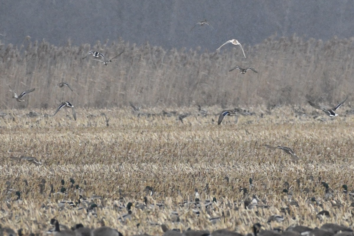 Mallard - ML646000252