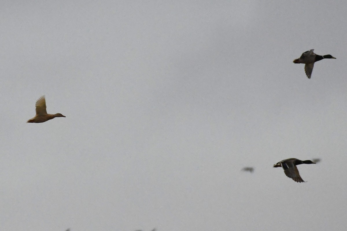 Mallard - ML646000253