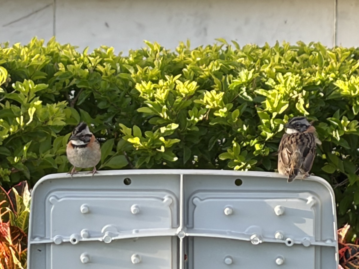 Rufous-collared Sparrow - ML646000254