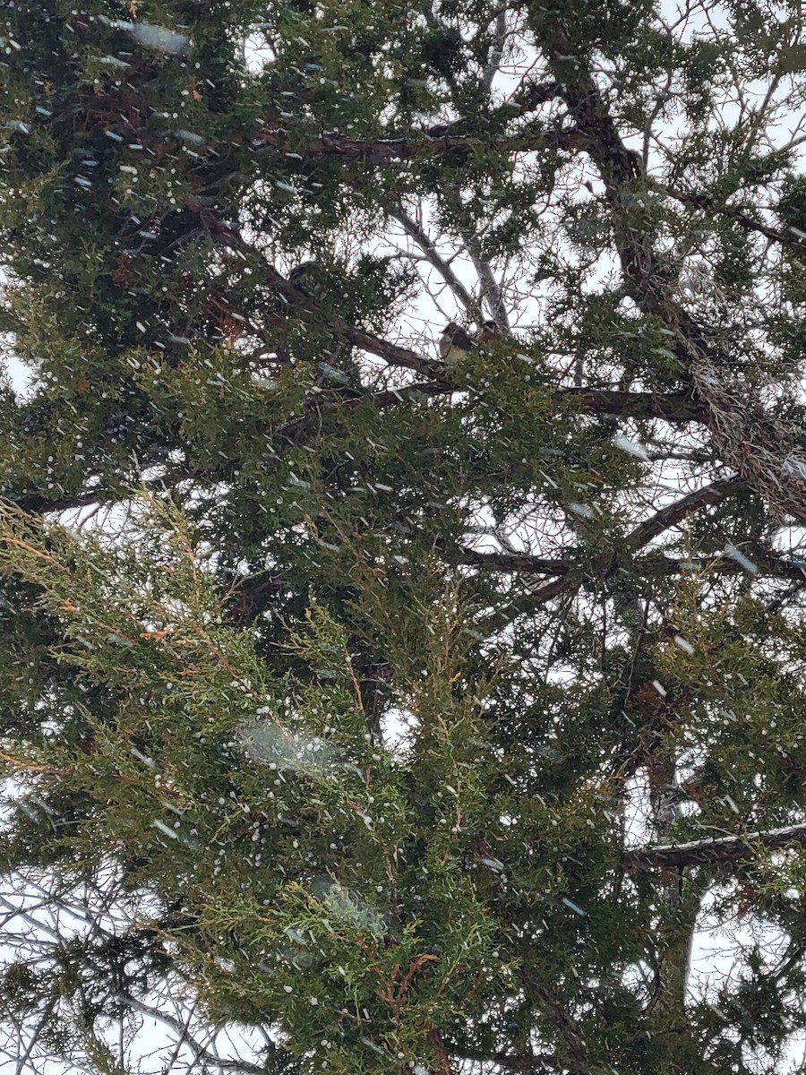 Cedar Waxwing - ML646000259