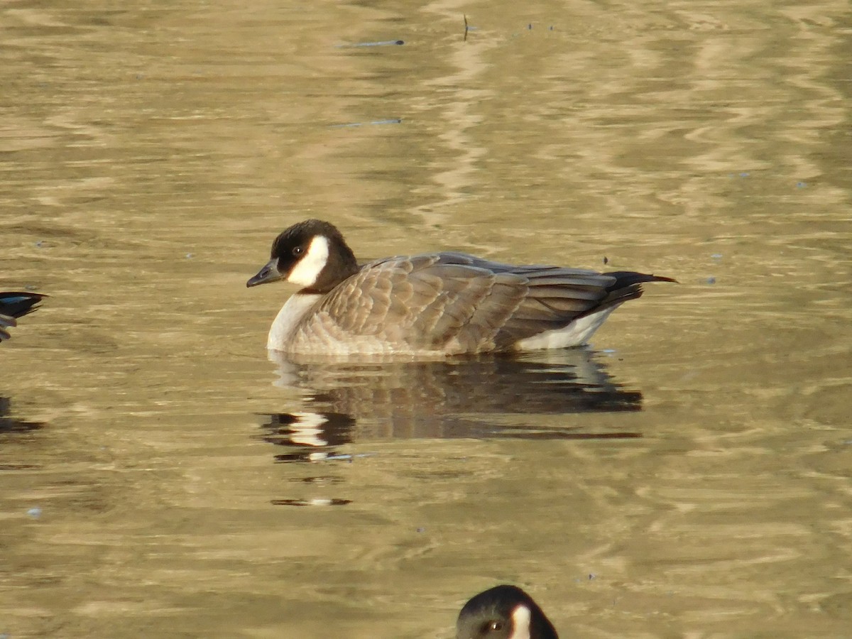 Cackling Goose - ML646000267