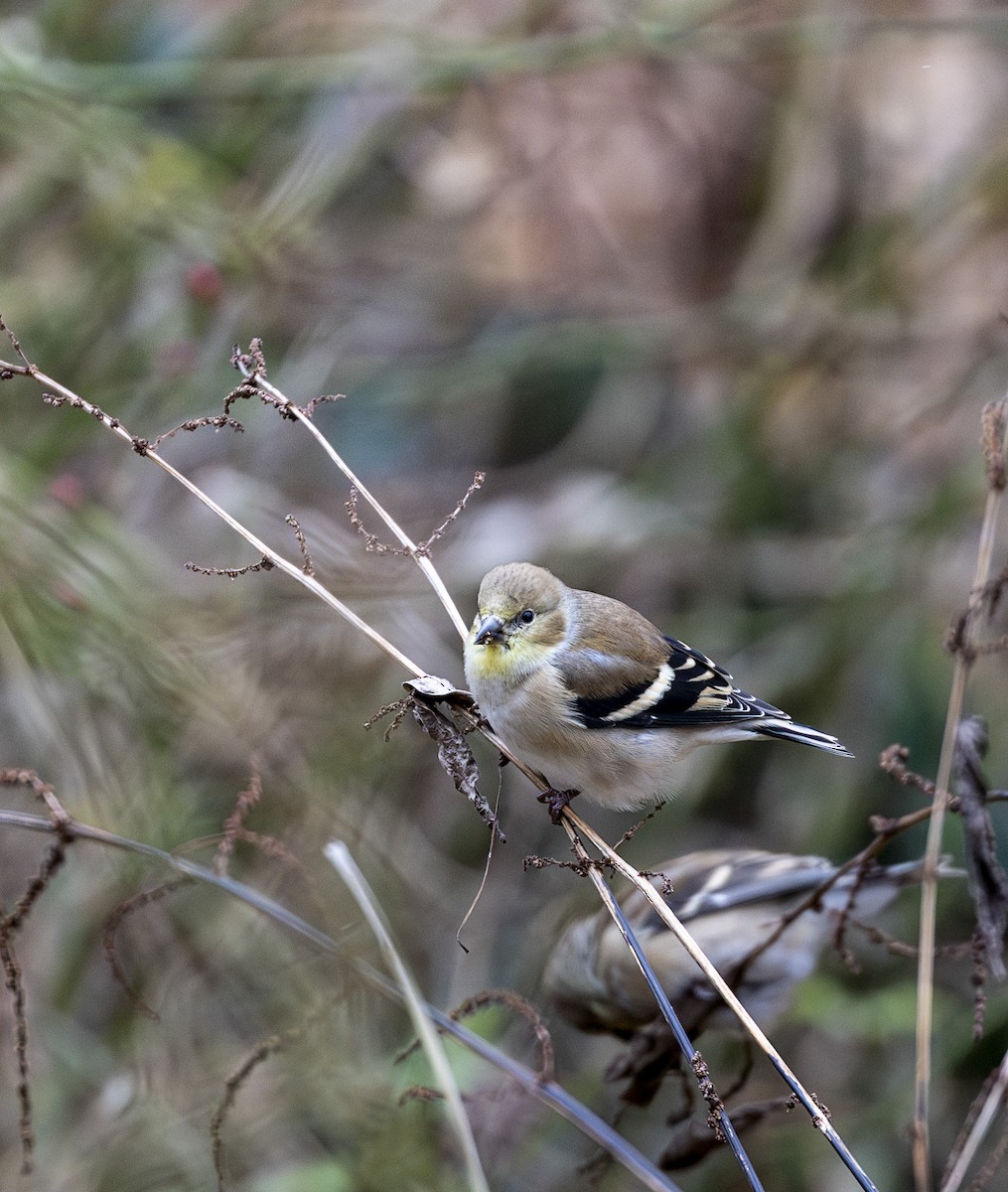 American Goldfinch - ML646000274