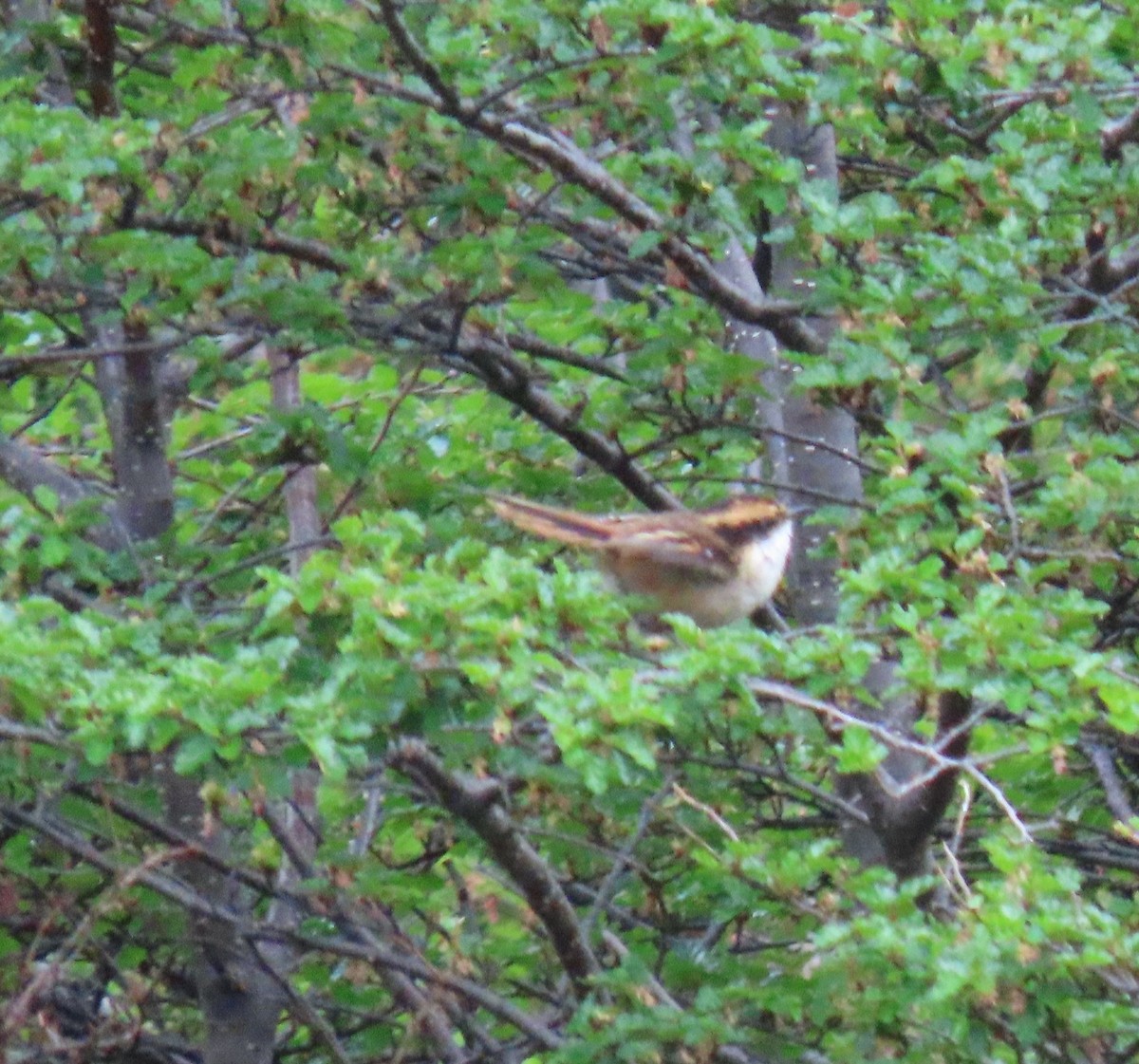 ハリオカマドドリ - ML646000275