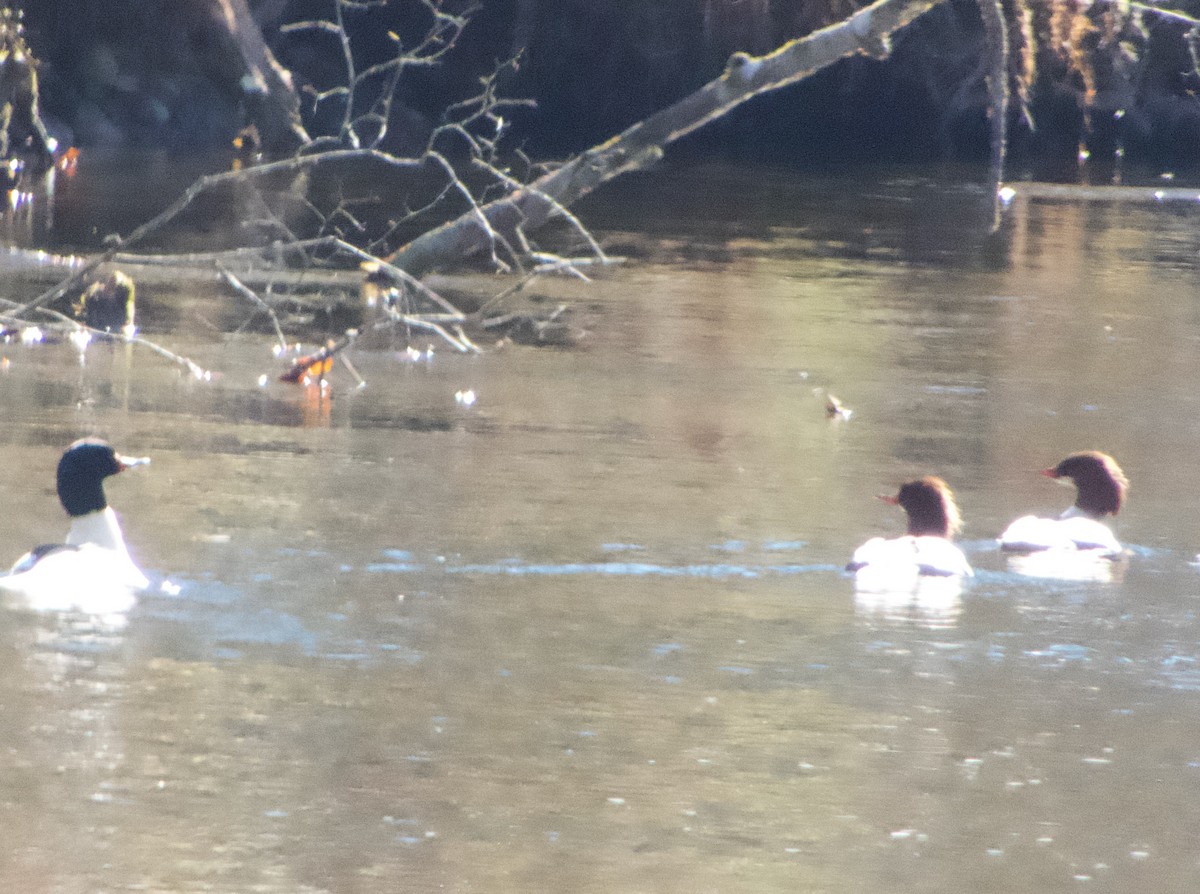 Common Merganser - ML646000280
