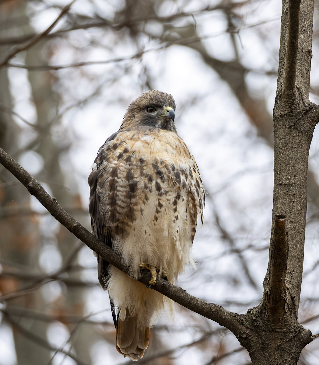 Red-tailed Hawk - ML646000281