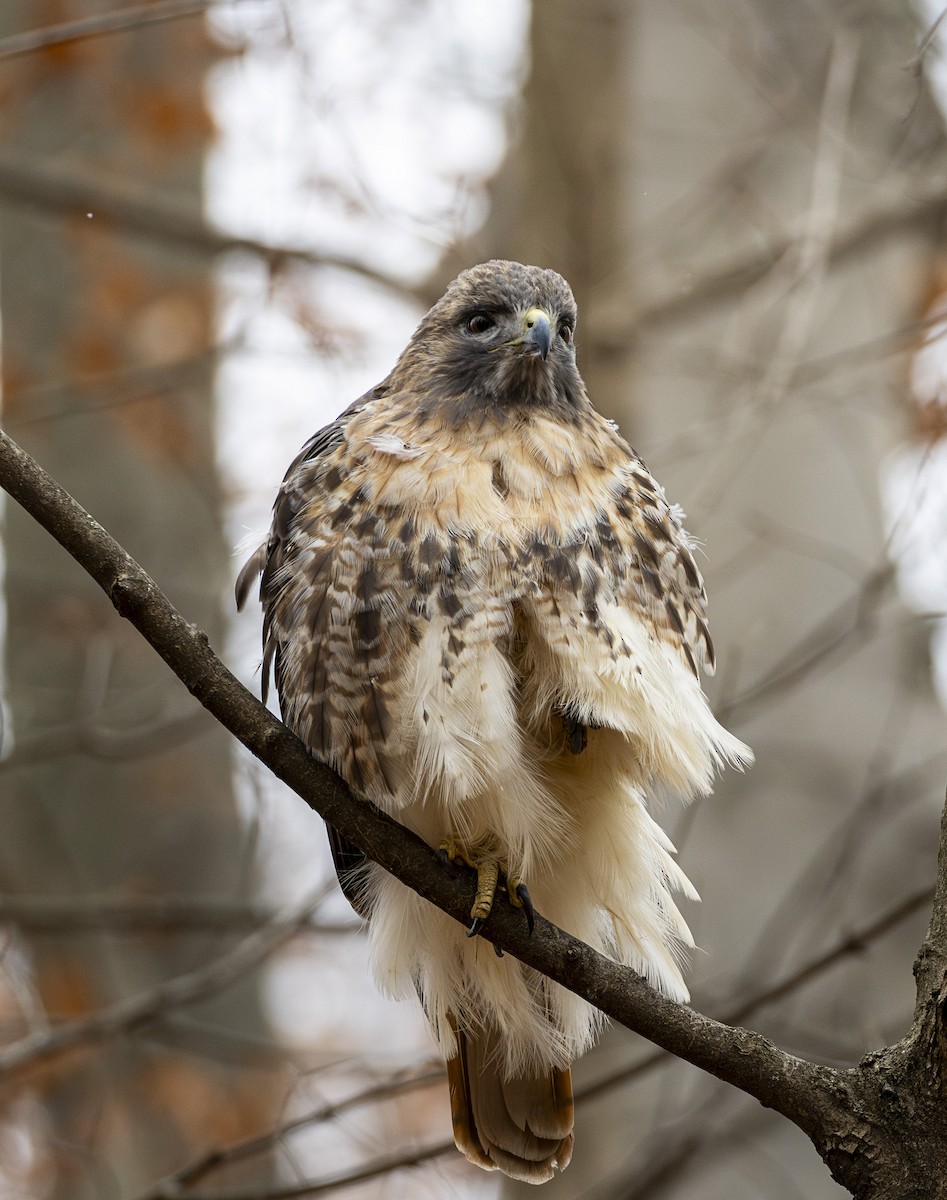 Red-tailed Hawk - ML646000282