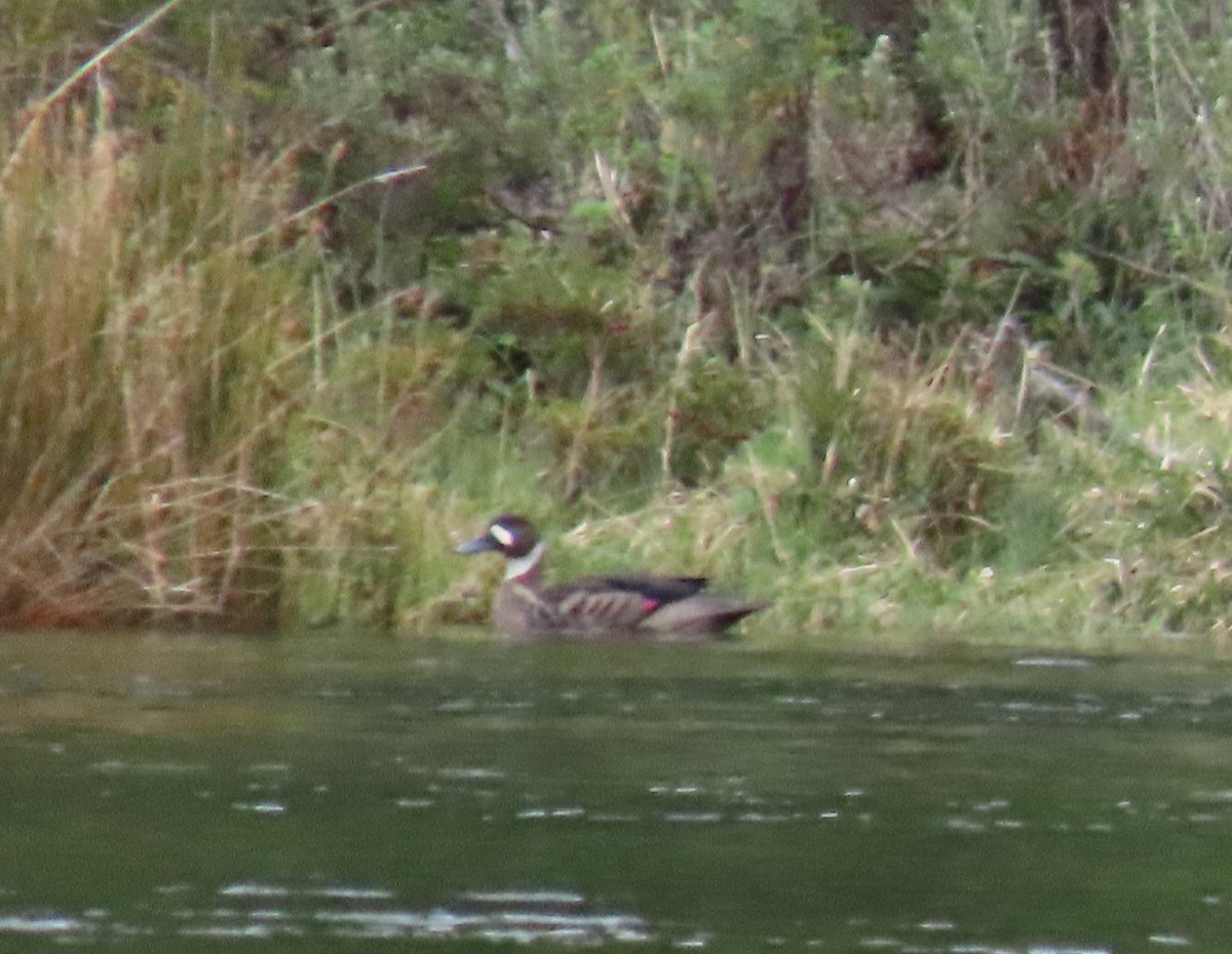 Kupferspiegelente - ML646000283