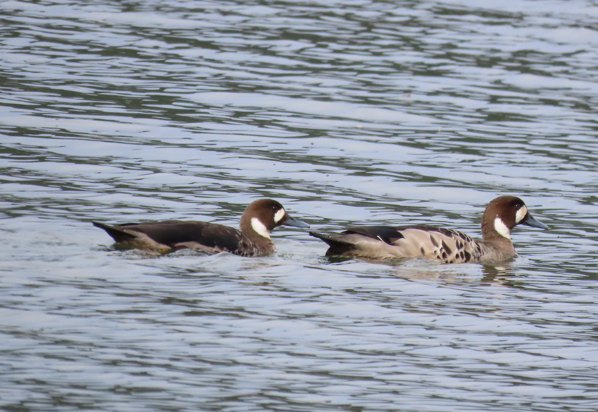 Kupferspiegelente - ML646000284