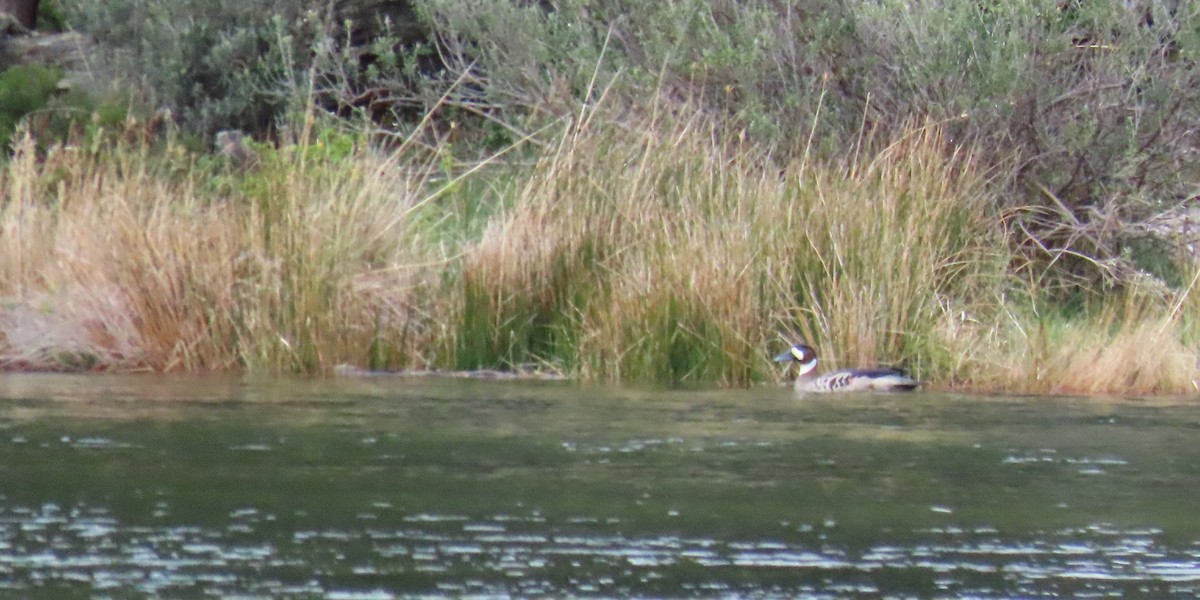 Kupferspiegelente - ML646000285