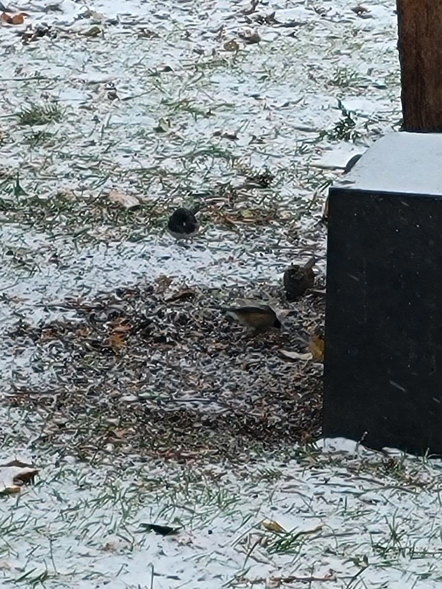 White-throated Sparrow - ML646000291