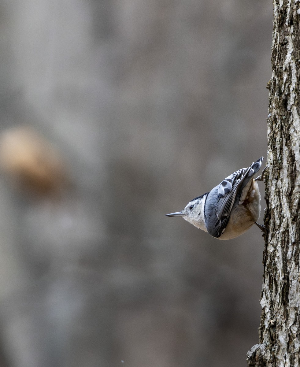 White-breasted Nuthatch - ML646000293